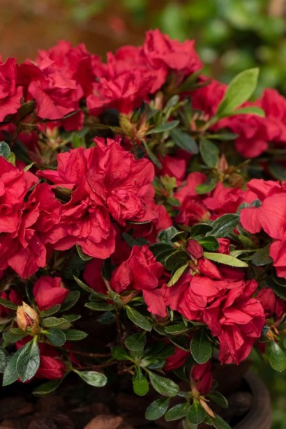 Рододендрон Енкор Отм Фаєр|Rhododendron (AJ) Encore® Autumn Fire|Рододендрон Енкор Отм Фаер